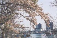 Cherry tree in front of Canada Place