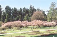 Stanley Park Rose Garden