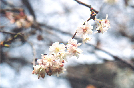 Vancouver Sakura Diary Cherry Tree Species