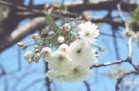 Flowering Shogetsu blossom