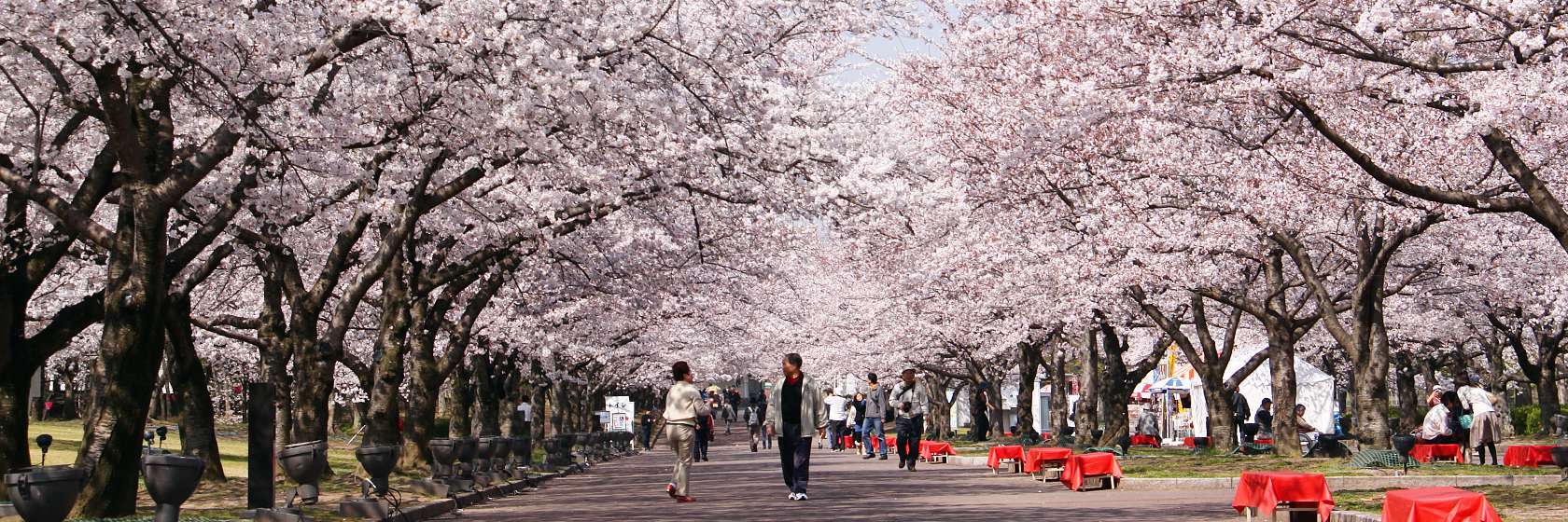 Cherry Blossoms (Sakura) in Japan