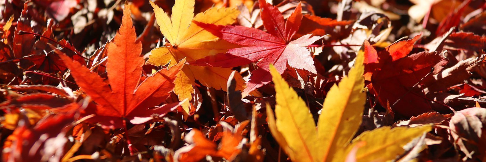 Autumn Leaves Koyo In Japan