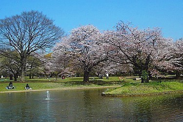 main tourist attractions in tokyo