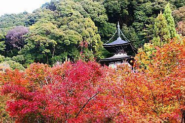 bus travel kyoto