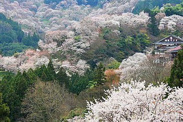 nara tourist map