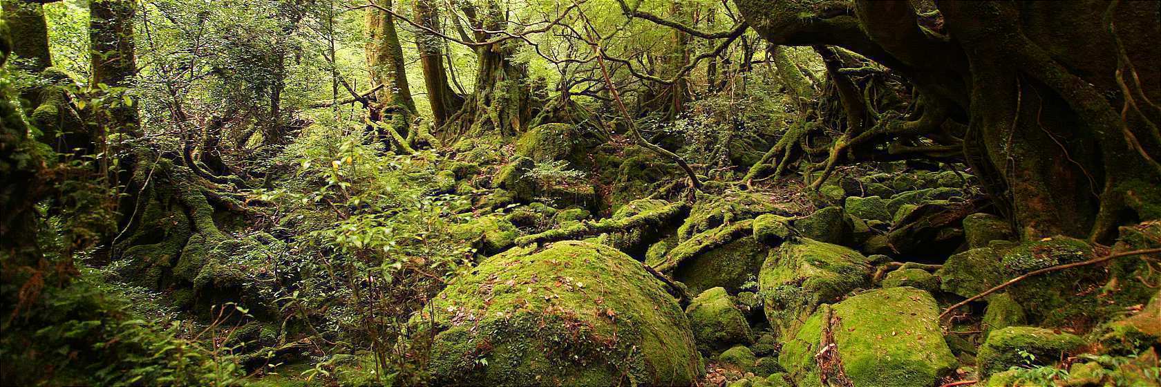 tours yakushima