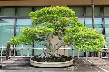 Bonsai - where to see bonsai in Japan