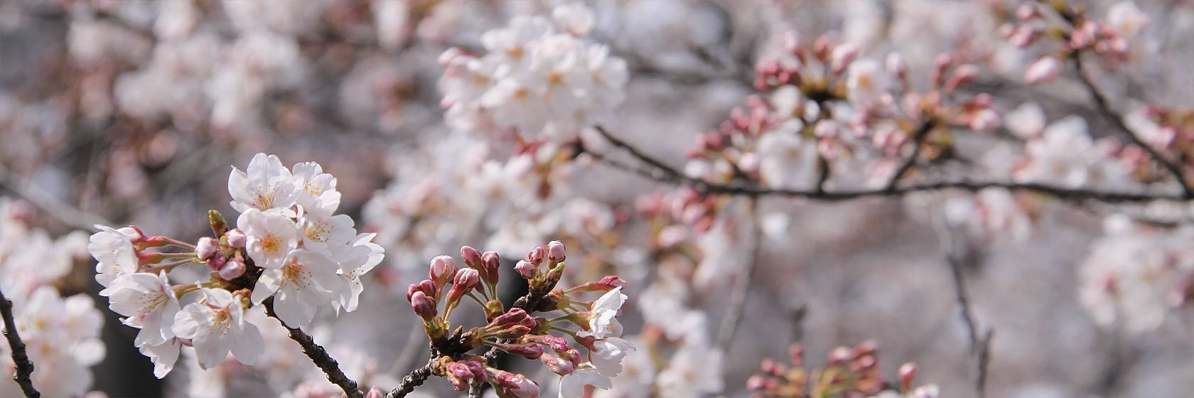 Cherry Blossoms Sakura In Japan